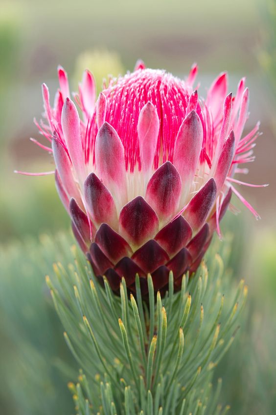 Flores Mais Lindas e Raras do Mundo - Fotos | Toda Atual