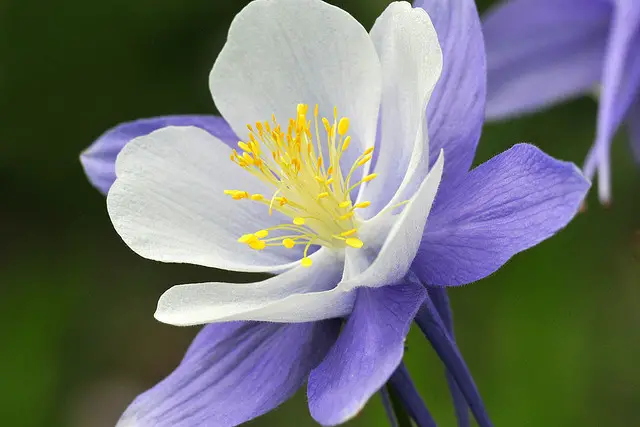 Colorado Columbine