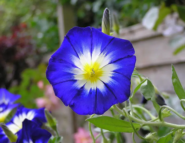 Convolvulus Tricolor