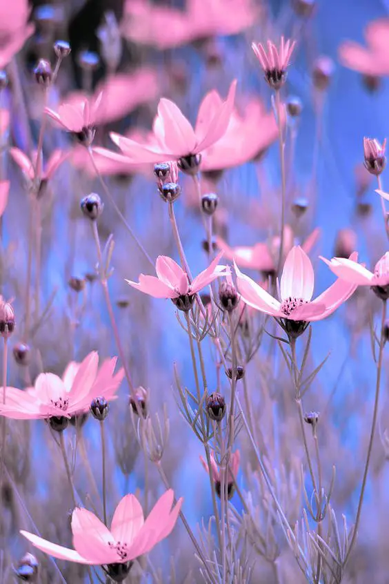 Flores Mais Lindas e Raras do Mundo - Fotos