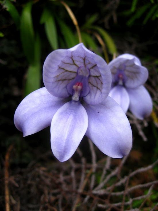 Flores Mais Lindas e Raras do Mundo - Fotos