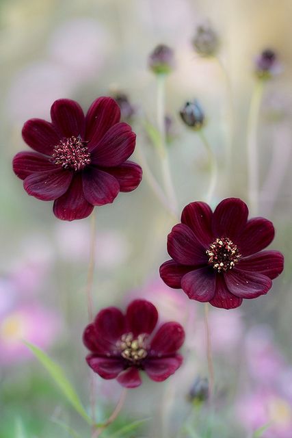 Flores Mais Lindas e Raras do Mundo - Fotos