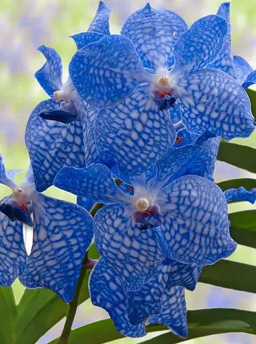 Most Beautiful and Rare Flowers in the World - Photos