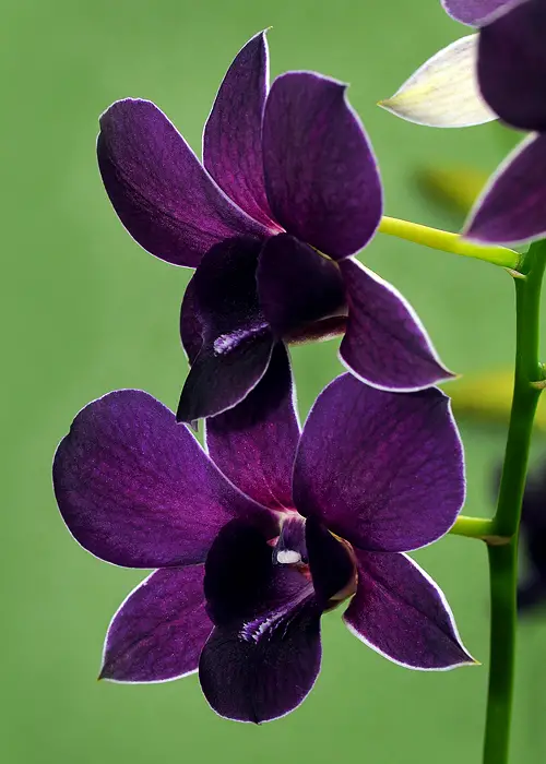 Flores Mais Lindas e Raras do Mundo - Fotos