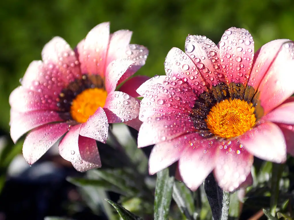 Flores Mais Lindas e Raras do Mundo - Fotos