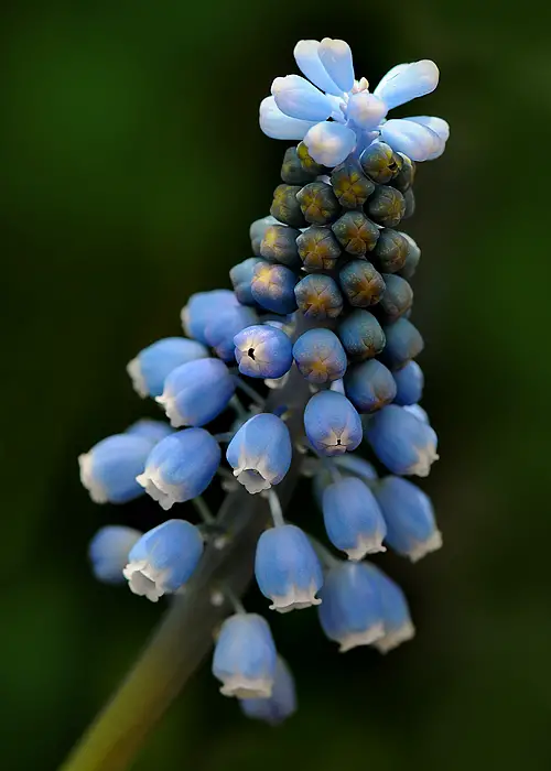 Flores Mais Lindas e Raras do Mundo - Fotos